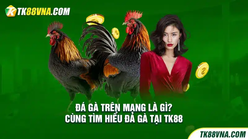 Đá gà trên mạng là gì Cùng tìm hiểu đá gà tại TK88