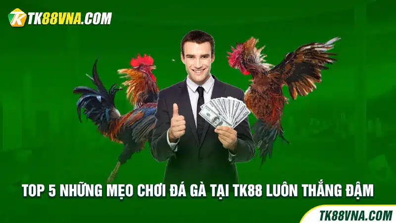 Top 5 những mẹo chơi đá gà tại TK88 luôn thắng đậm