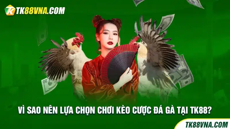 Vì sao nên lựa chọn chơi kèo cược đá gà tại TK88